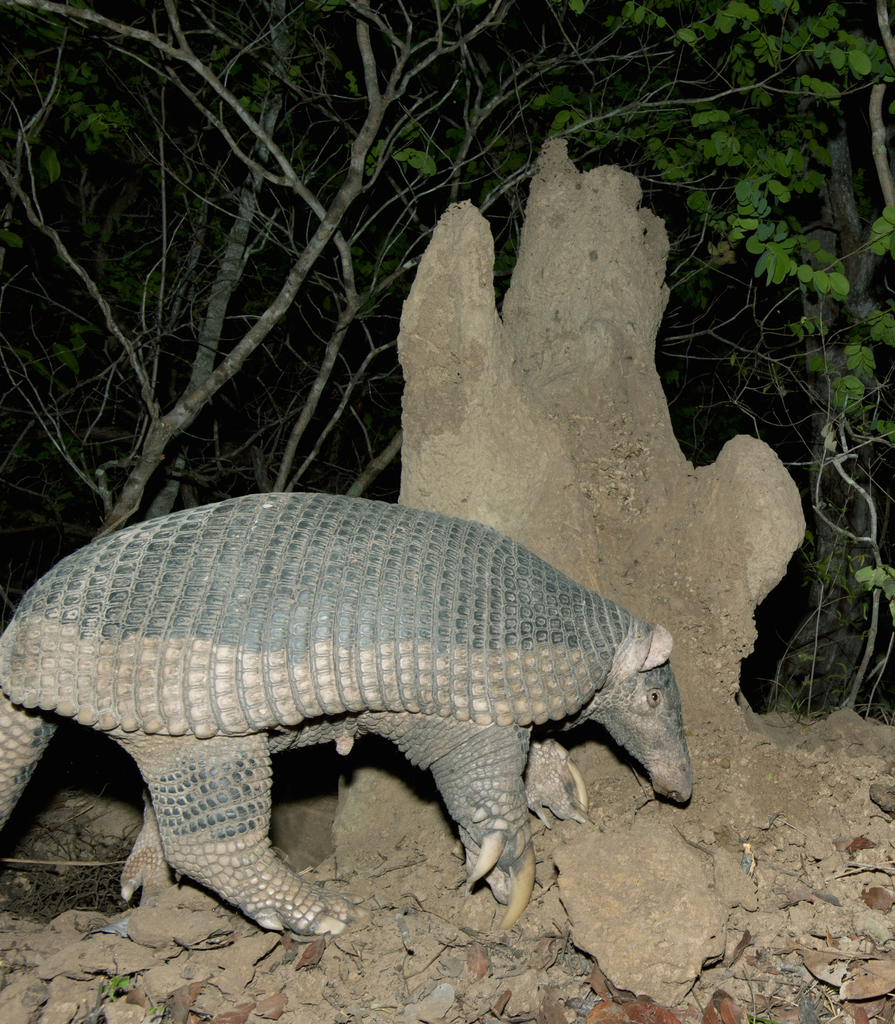 Giant Armadillo in October 2012 by Kevin Schafer. Giant Armadillo ...