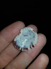 Spondylus nicobaricus