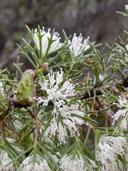 Hakea tuberculata