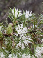 Hakea tuberculata