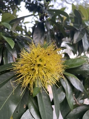 Xanthostemon chrysanthus