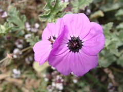Erodium