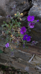 Aubrieta deltoidea