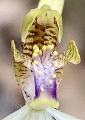 Praecoxanthus aphyllus