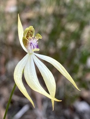 Praecoxanthus aphyllus