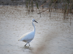 Egretta garzetta