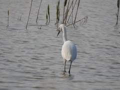 Egretta garzetta