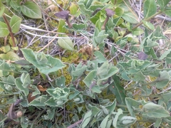 Aristolochia pistolochia