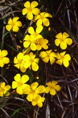 Linum campanulatum