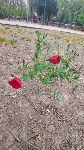 Linum grandiflorum