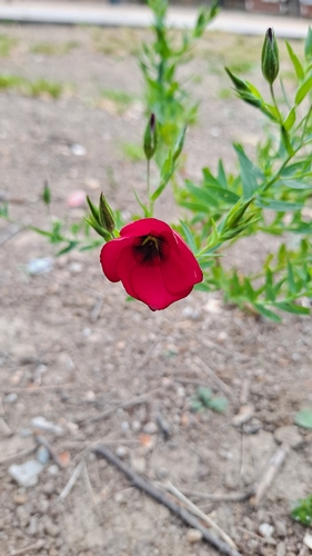 Linum grandiflorum