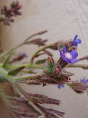 Anchusa azurea image