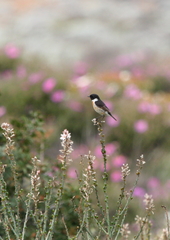 Saxicola rubicola