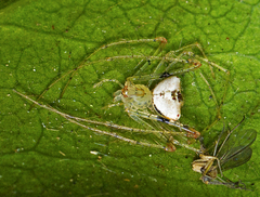 Australomimetus triangulosus