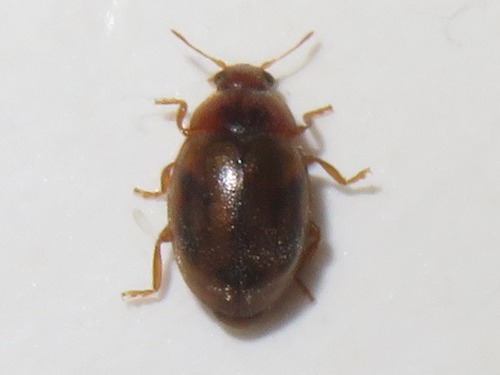 Round-keeled Rhyzobius, Wassenaar, Nederland, photo 10 of 10
