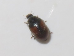 Scymnus suturalis