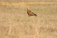 Buteo buteo