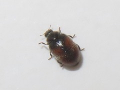 Scymnus suturalis