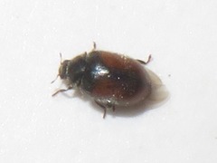 Scymnus suturalis