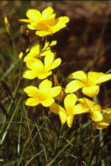 Linum campanulatum