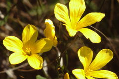 Linum campanulatum