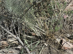 Lebeckia sepiaria