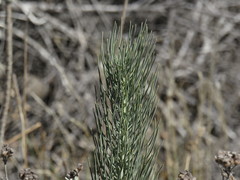Lebeckia sepiaria