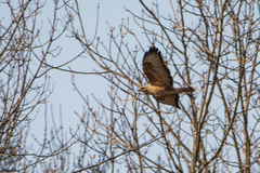 Buteo buteo