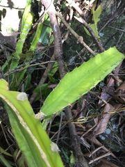 Selenicereus triangularis