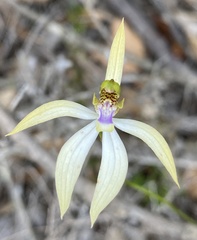 Praecoxanthus aphyllus