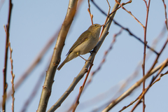 Phylloscopus collybita