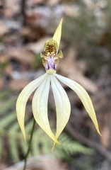 Praecoxanthus aphyllus