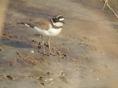 Charadrius dubius