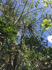 Selenicereus triangularis