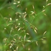 Swamp Meadow-Grass - Photo (c) Anatoliy Khapugin, some rights reserved (CC BY-NC)