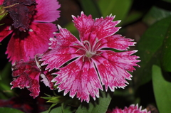 Dianthus chinensis × barbatus
