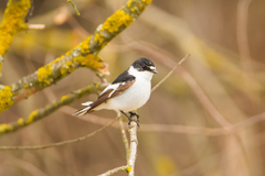 Ficedula semitorquata