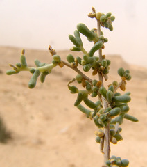 Traganum nudatum