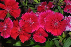 Dianthus chinensis × barbatus