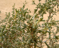 Traganum nudatum