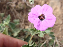 Erodium