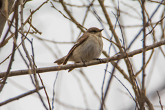 Ficedula semitorquata