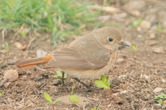 Phoenicurus phoenicurus