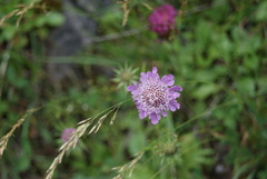Scabiosa lucida