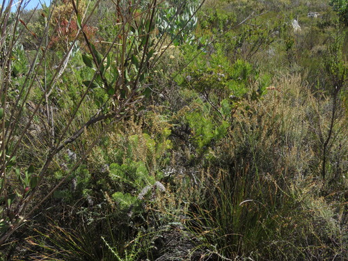 Image of Paranomus lagopus by (c) Jeremy Gilmore, some rights reserved (CC BY)