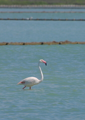 Phoenicopterus roseus