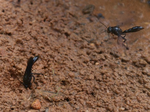 Organ-pipe Mud-dauber Wasp photo 3