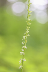 Platanthera ephemerantha