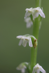 Platanthera ephemerantha