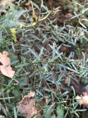 Citrus australis